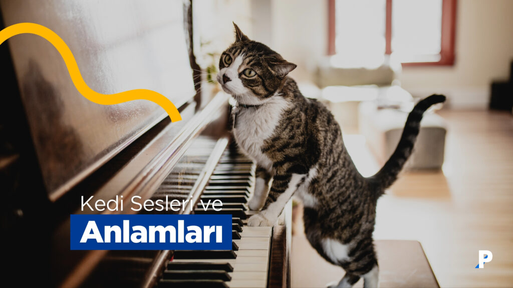 Kedi Sesleri ve Anlamları - 9 Farklı Kedi Sesi 2 kedi sesleri ve anlamlari