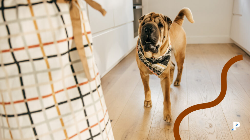 köpek-ayrılık-kaygısı-1 yalnız kalan köpek | köpeklerde ayrılı kaygısı