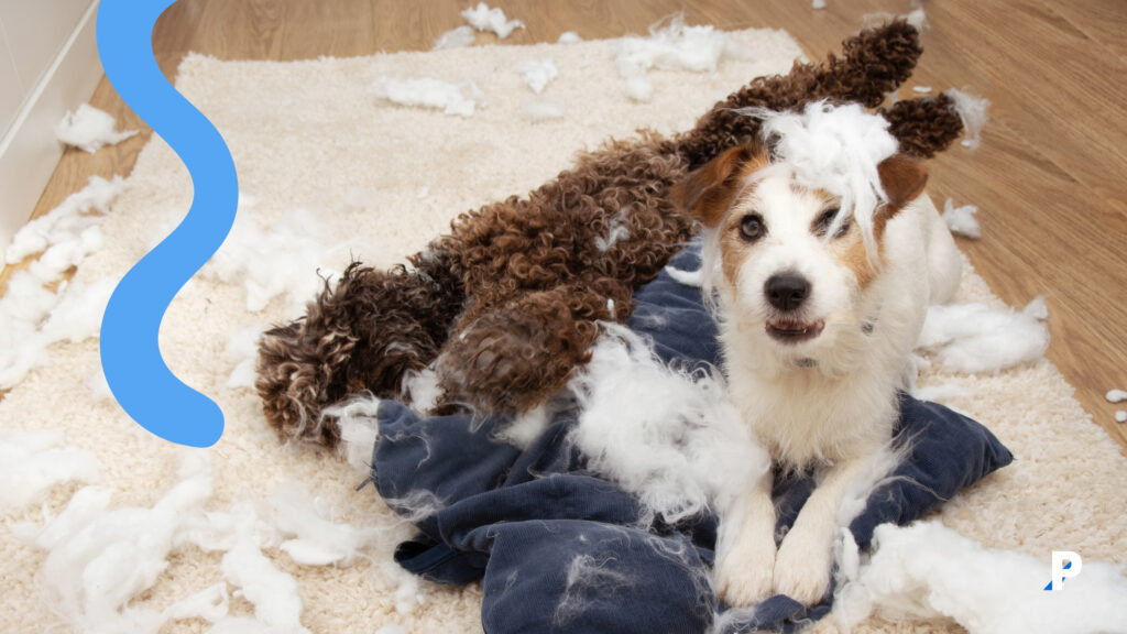 köpek-ayrılık-kaygısı-2 yatağını parçalayan köpek | köpeklerde ayrılık kaygısı