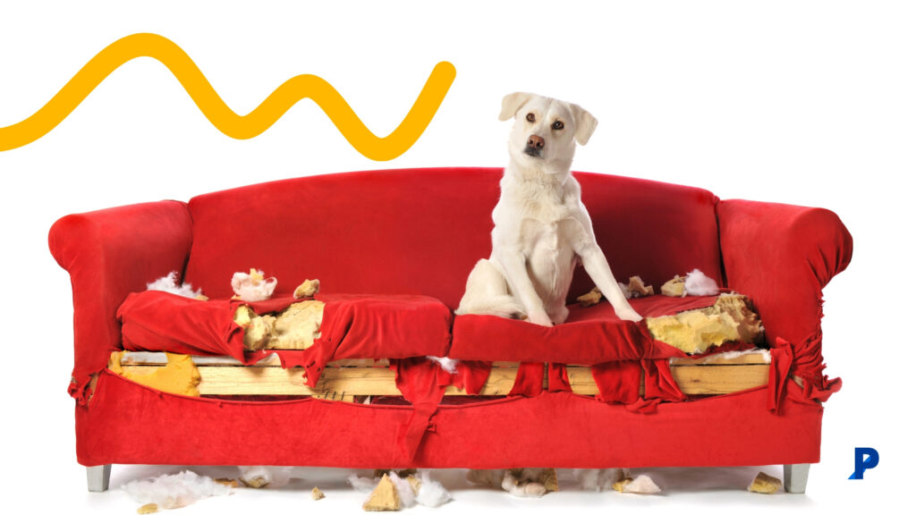 köpek-ayrılık-kaygısı-3 koltuk parçalayan köpek | köpeklerde ayrılık kaygısı