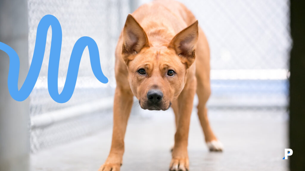 köpek-ayrılık-kaygısı-4 kaygılı bir köpek