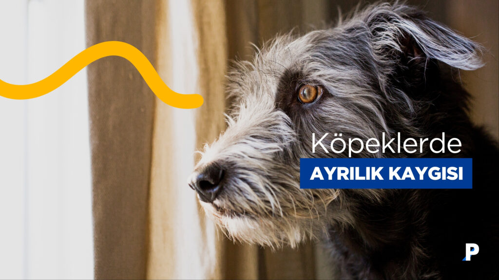 Köpeklerde Ayrılık Kaygısı: Ayrılık Kaygısı Olan Bir Köpeğe Nasıl Yardım Edilir?