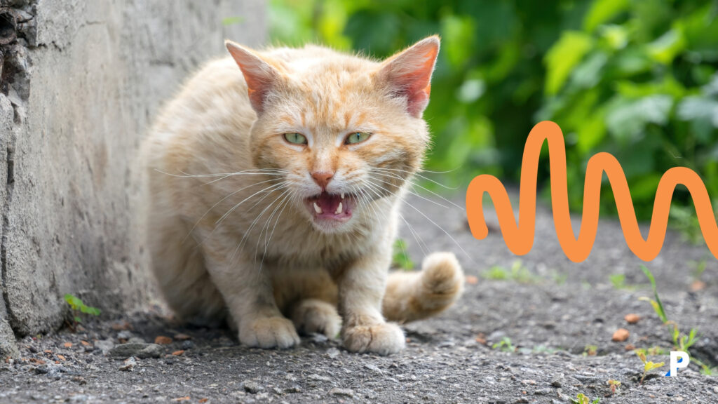 korkan-kedi-sesi tıslayan kedi | kedi sesleri ve anlamları