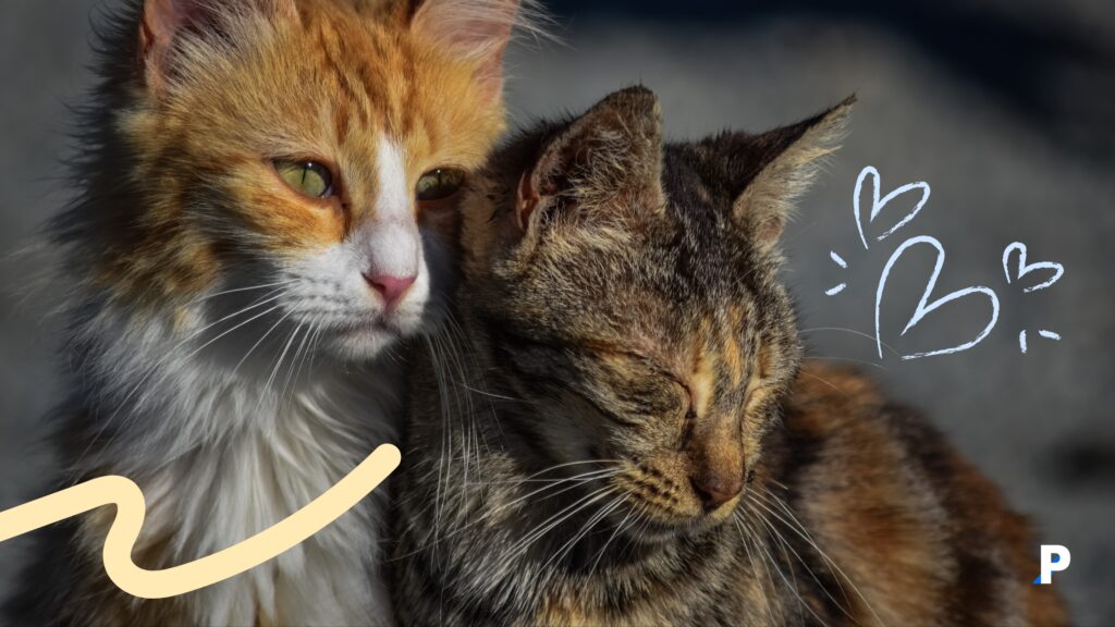 memnun-kedi-sesi memnun kedi sesi