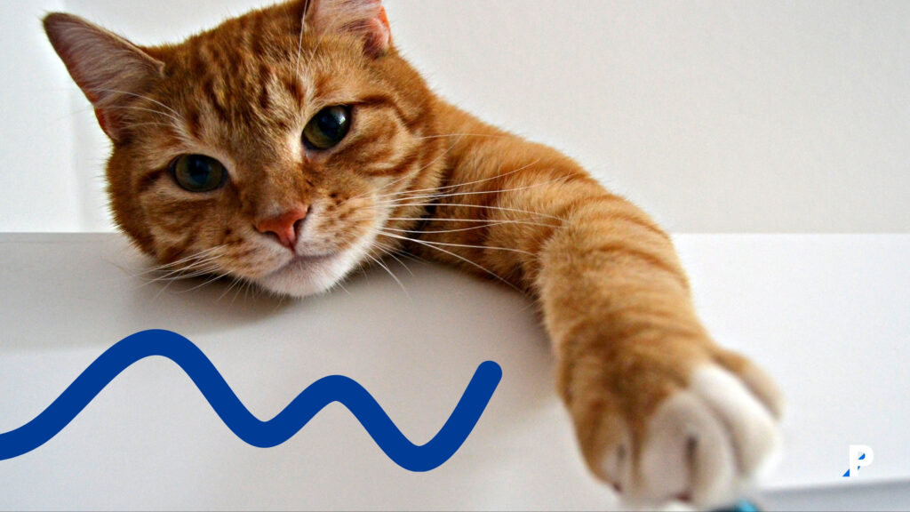 mutlu-kedi-sesi kedi sesleri ve anlamları