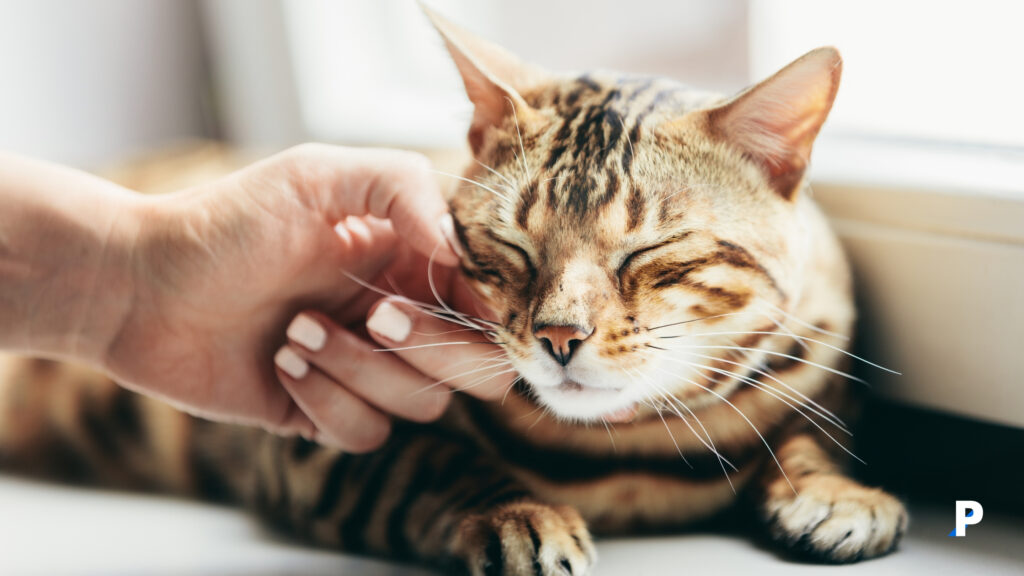 sevilen-kedi-sesi mırlayan kedi | kedi sesleri ve anlamları