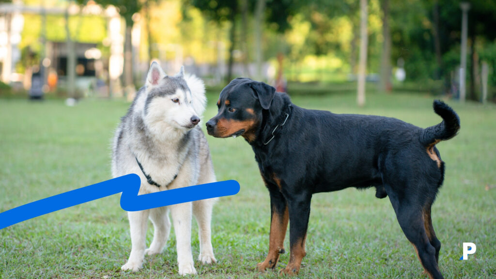 yaşlı iki köpek sosyalleşiyor yaşlı köpeklerde sosyalleştirme
