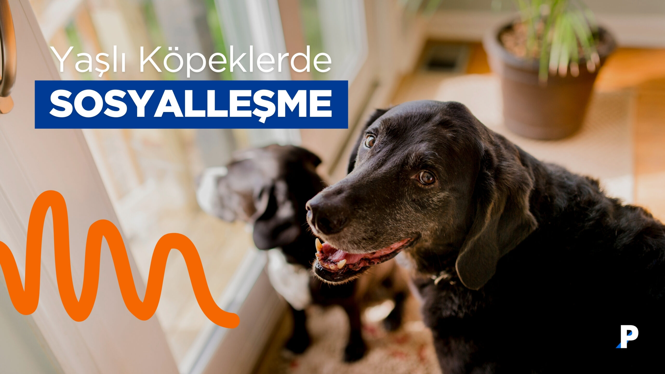Yaşlı Köpeklerde Sosyalleştirme Nasıl Olmalı?
