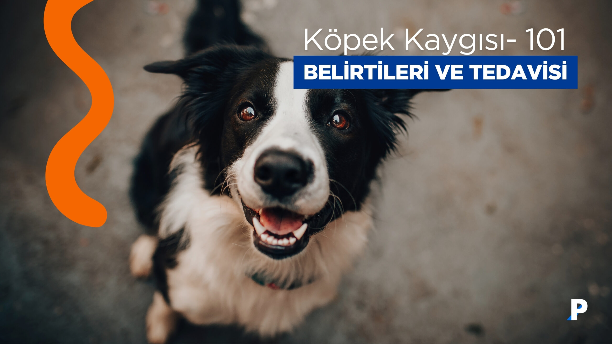 Köpek Kaygısı 101: Belirtileri, Nedenleri ve Tedavisi (Daha Mutlu Köpekler)