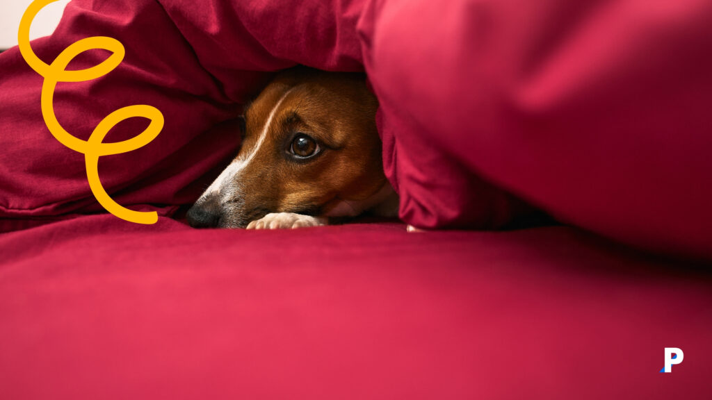köpek kaygı belirtileri