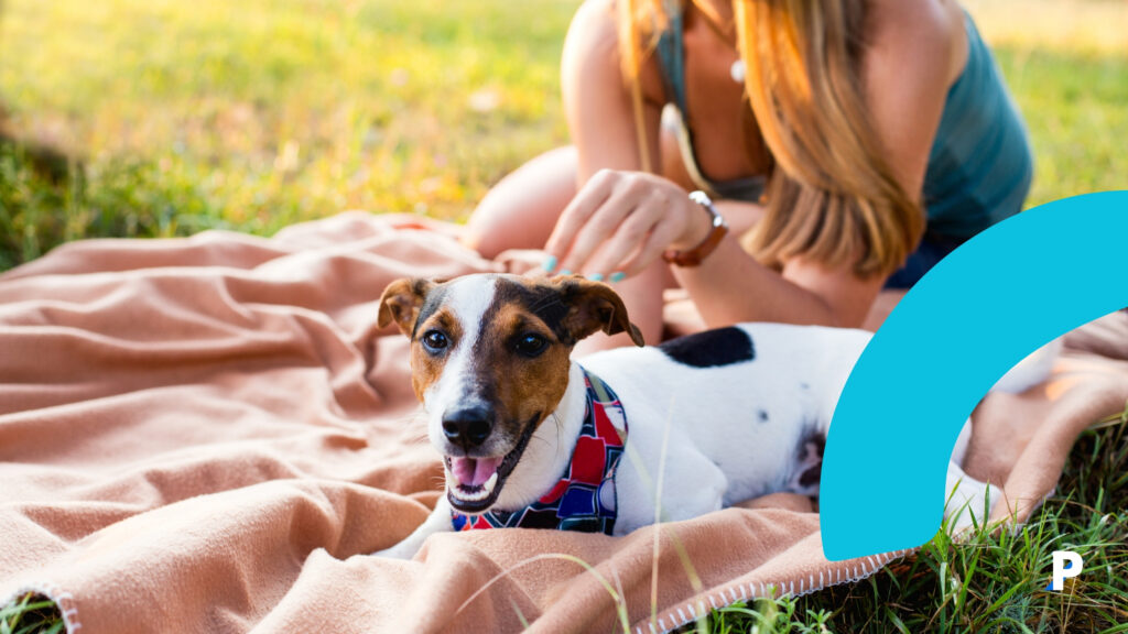 köpeğiniz size güveniyor mu köpeğinizin size güvenmesini nasıl sağlarsınız?