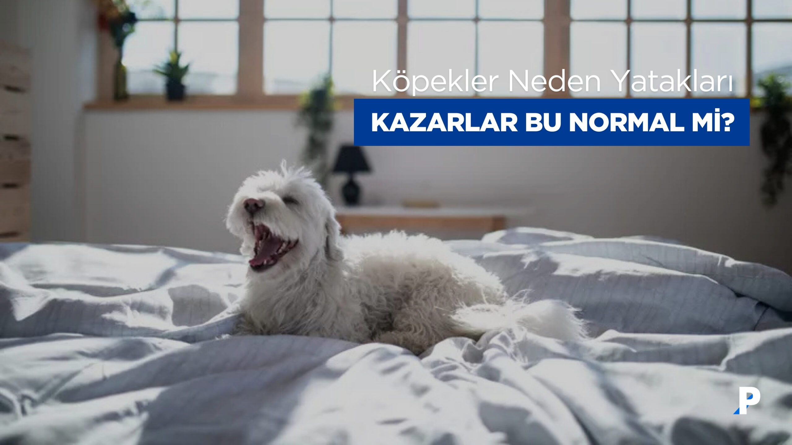 Köpekler Neden Yatakları veya Yattıkları Yeri Kazarlar? Bu Normal mi?