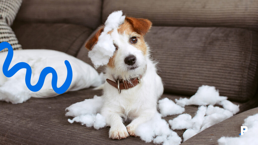 köpek kaygısı köpek kaygı belirtileri