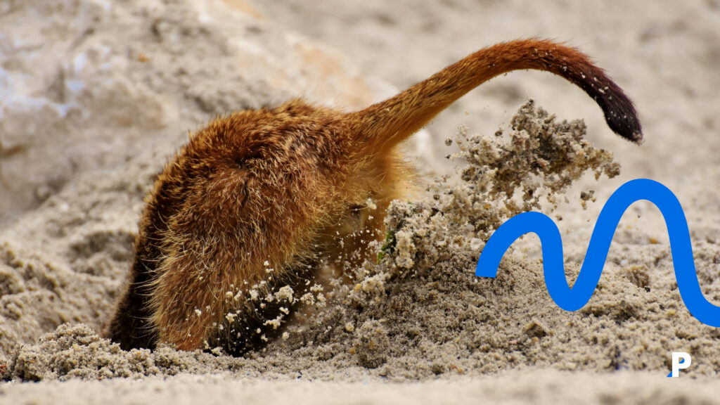 köpekler neden yataklarını kazar