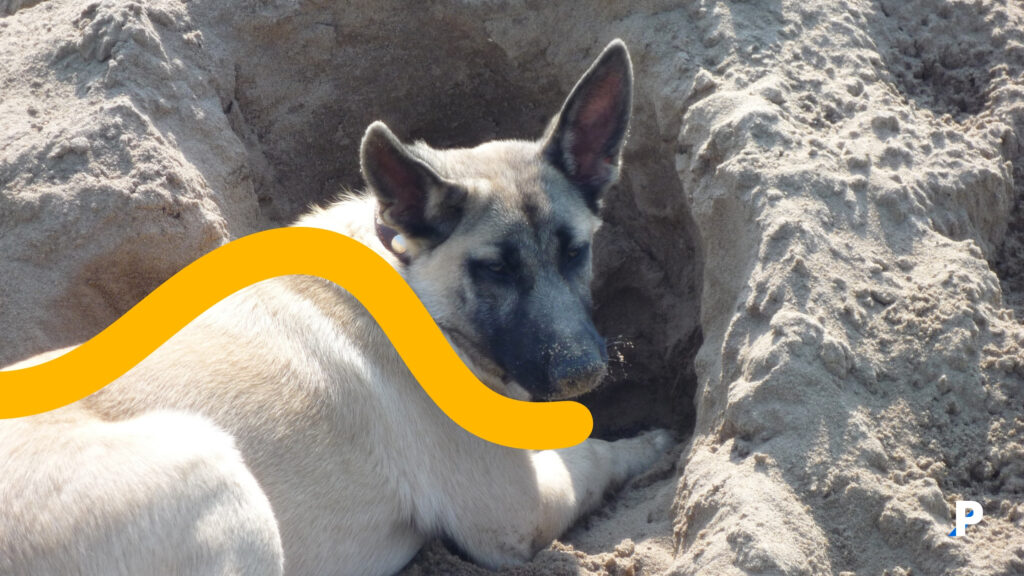 köpekler neden yattıkları yeri kazar