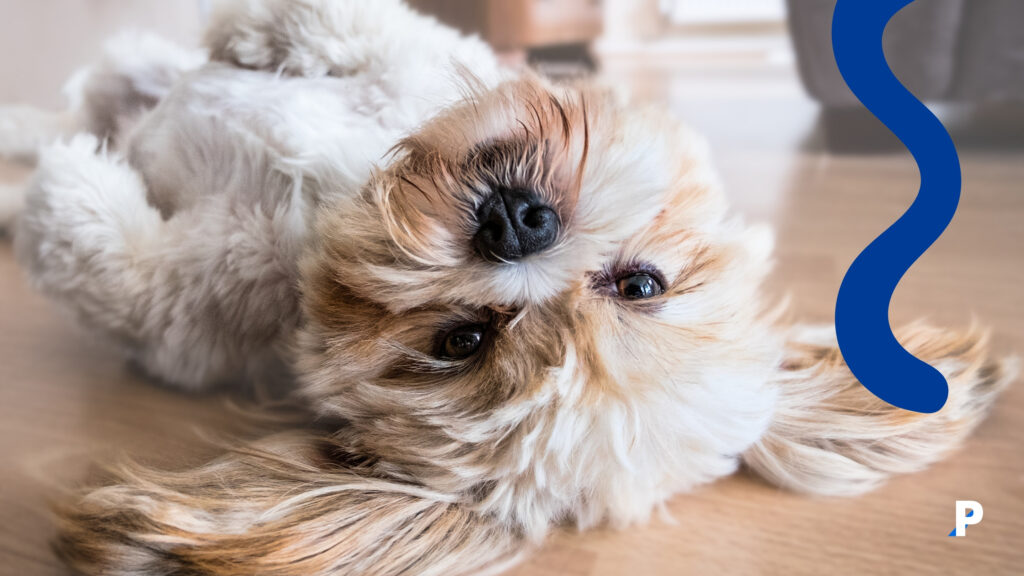 sahibinden-etkilenen-köpek sahibinden etkilenen kopek
