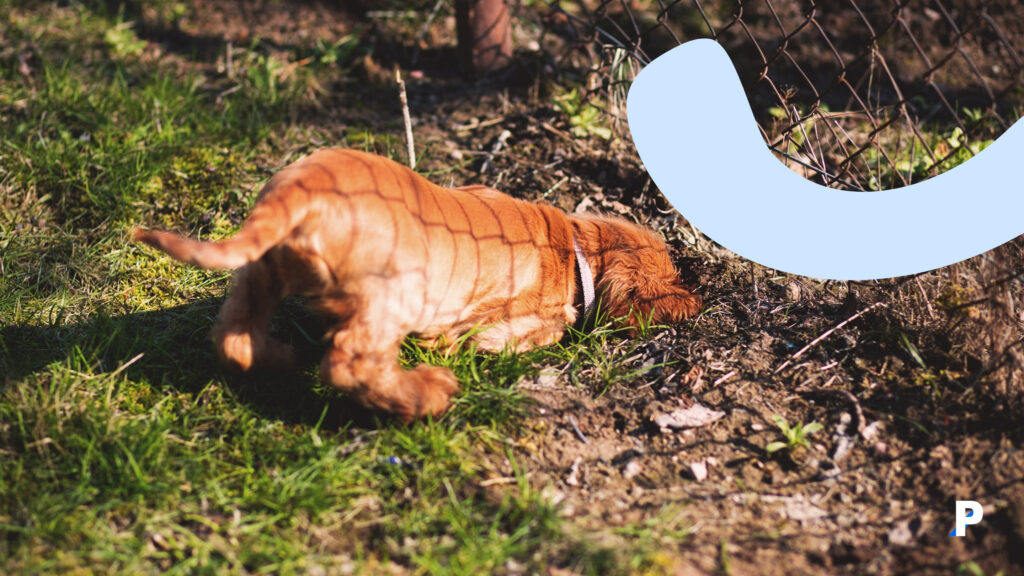 toprağı kazan köpek