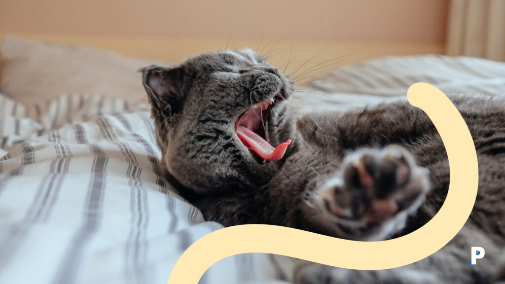 uykudan-uyanan-kedi uykudan uyanan kedi