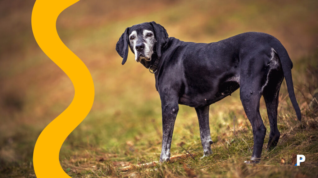 yaşlı köpeklerin iletişiminde beden dili onları daha iyi anlamımızı sağlar