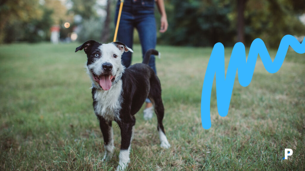 Köpeğinizi Her Gün Yürütmeniz İçin 10 Neden köpeğinizi her gün yürütmek gereklidir