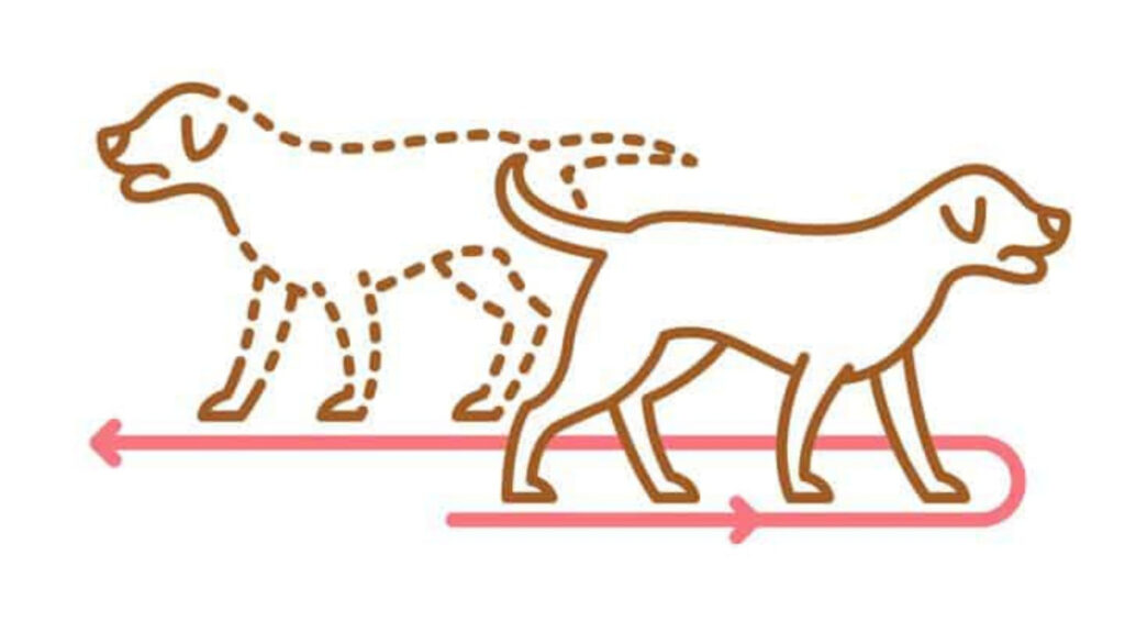 yaşlı köpeklerin beden dili hareketleri