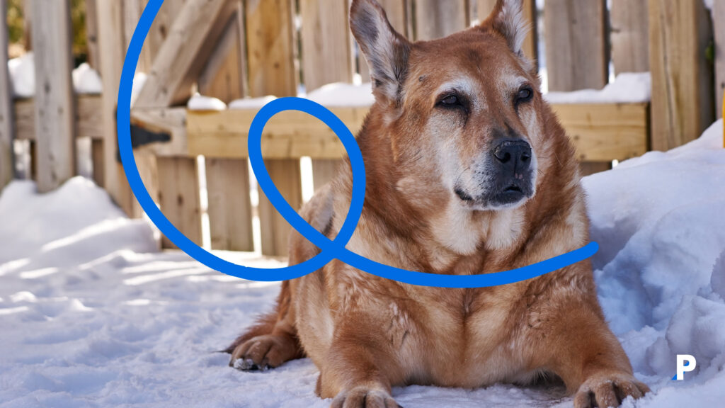 demans olan yaşlı bir köpek köpek demansı nedir?