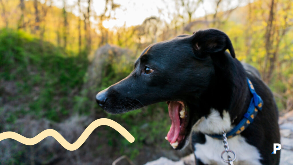 esneyen bir köpek