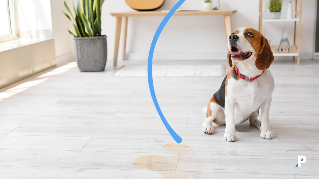 eve idrar yapan köpek köpeğim neden evde idrar yapıyor?