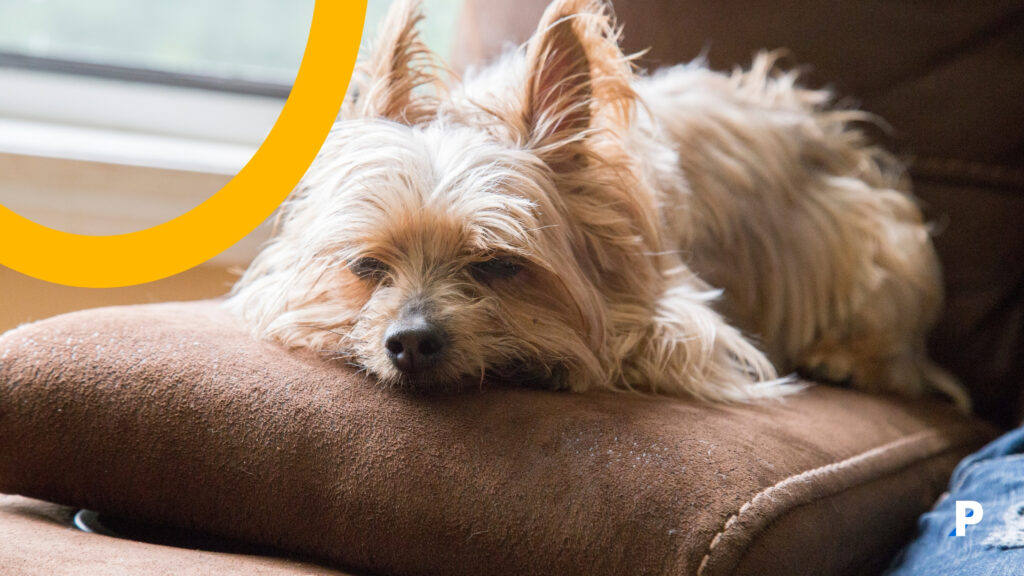 hasta olan yaşlı bir köpek köpek demans belirtileri nelerdir?