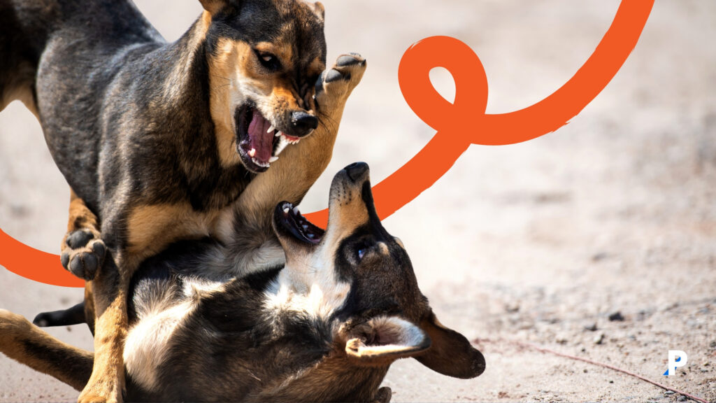 kavga eden iki köpek köpeklerde saldırganlık