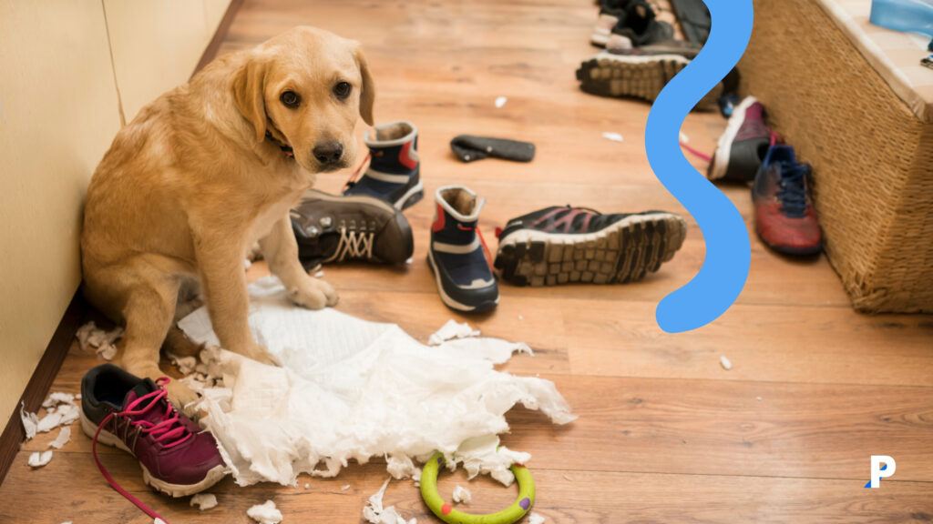 kendimi-suçlu-hissetmiyorum köpekler evi dağıtsa bile suçluluk hissetmezler