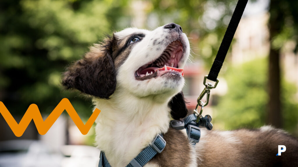 köpeği ile yürüyüş yapan biri köpeğinizi her gün yürütmek gereklidir
