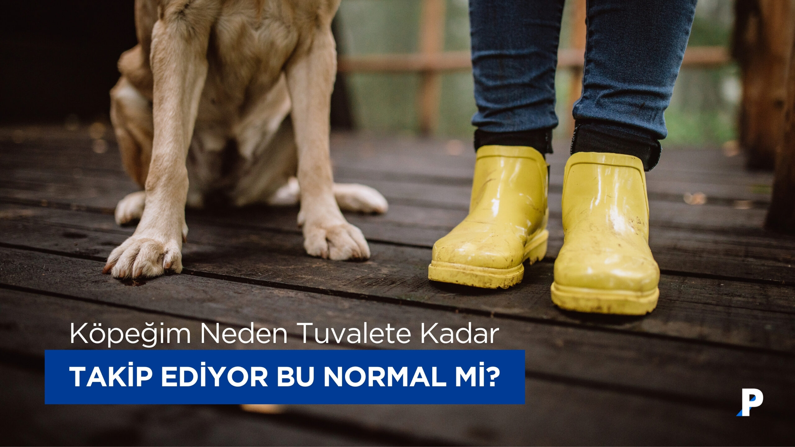 Köpeğim Neden Beni Tuvalete Kadar Takip Ediyor? Bu Normal mi?