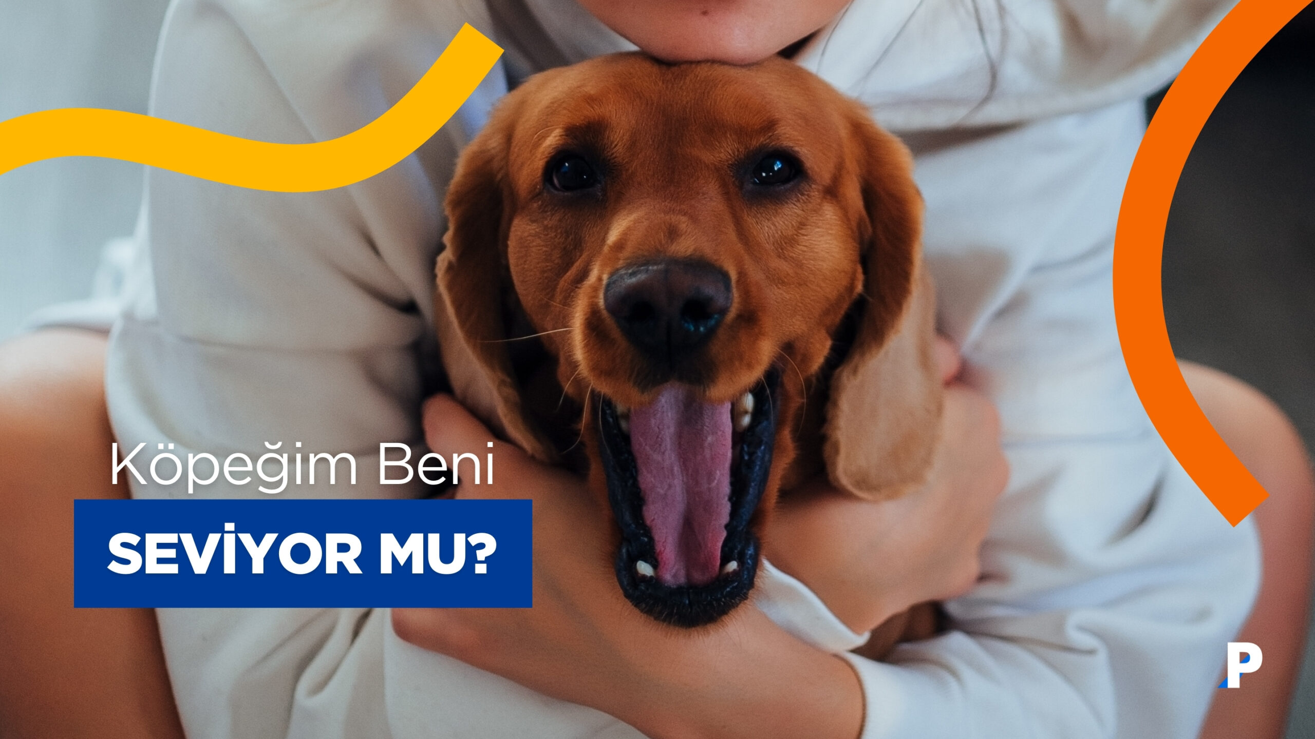 Köpeğim Beni Seviyor mu? | Anlamanın 7 Bilimsel Yolu