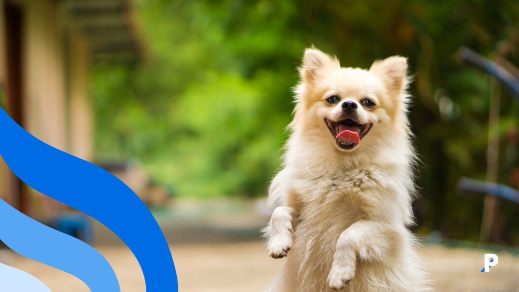 köpeğim kaç yaşında