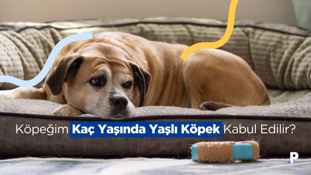 Köpeğim Kaç Yaşında Yaşlı Sayılır? | Irka Göre Yaş Rehberi 5 Köpeğim Kaç Yaşında Yaşlı Sayılır? | Irka Göre Yaş Rehberi