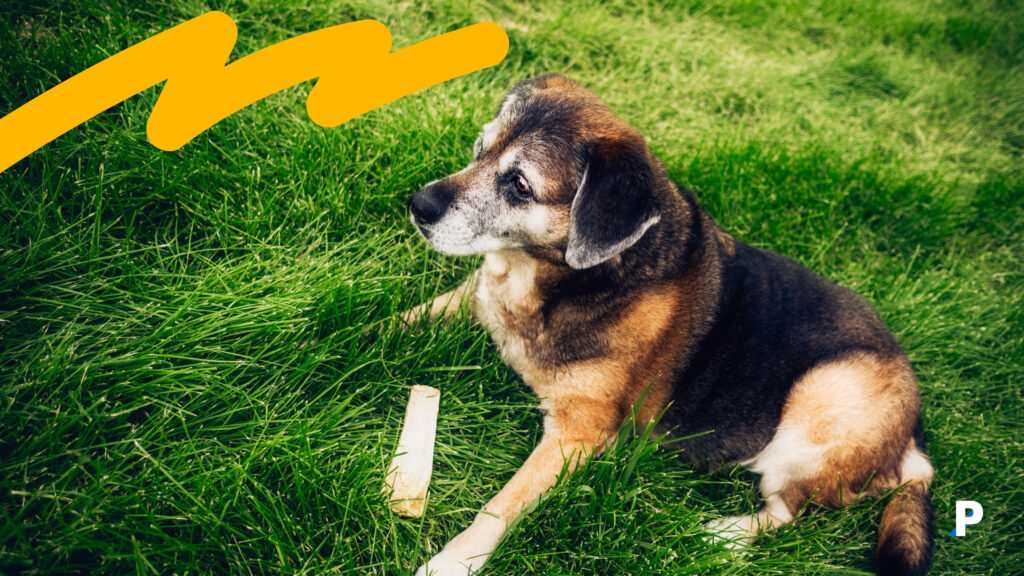 yaşlı köpek bakımı köpeğim ne zaman yaşlı sayılır