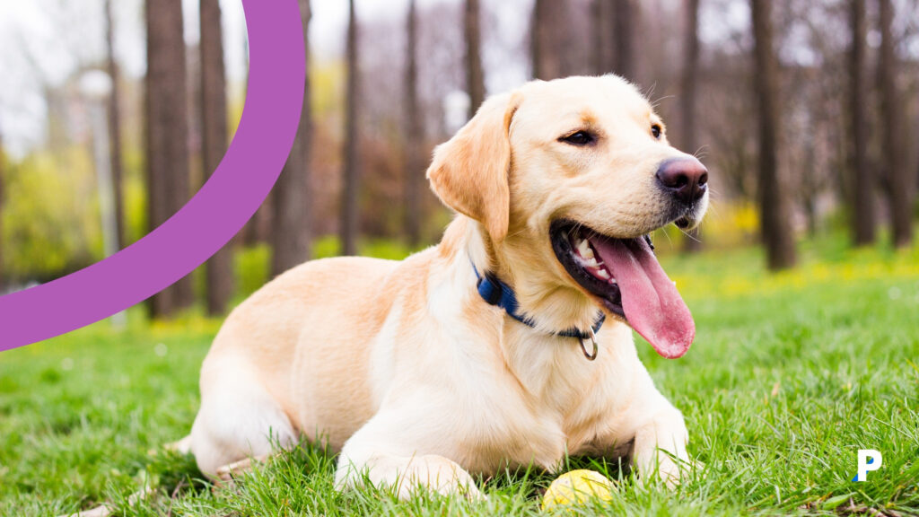 yaşlı köpek bakımı köpeğim ne zaman yaşlı sayılır