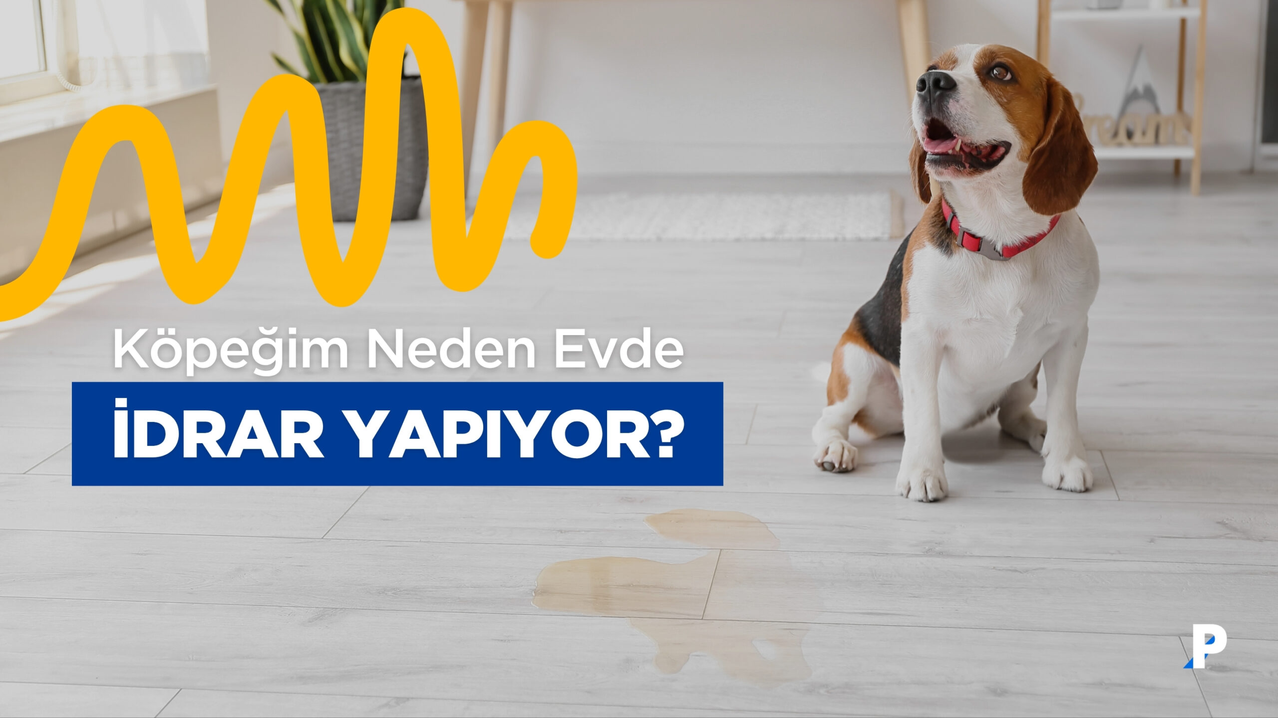 Köpeğim Neden Evde İdrar Yapıyor?