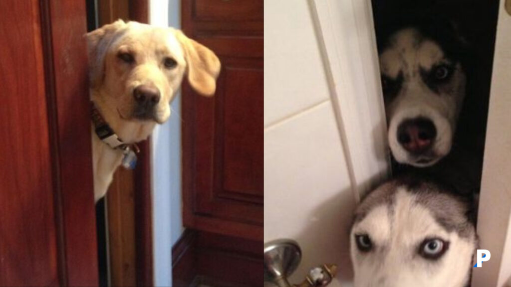 köpeğim-neden-tuvalete-kadar-takip-ediyor. köpeğinizin tuvalete kadar takip etmesi