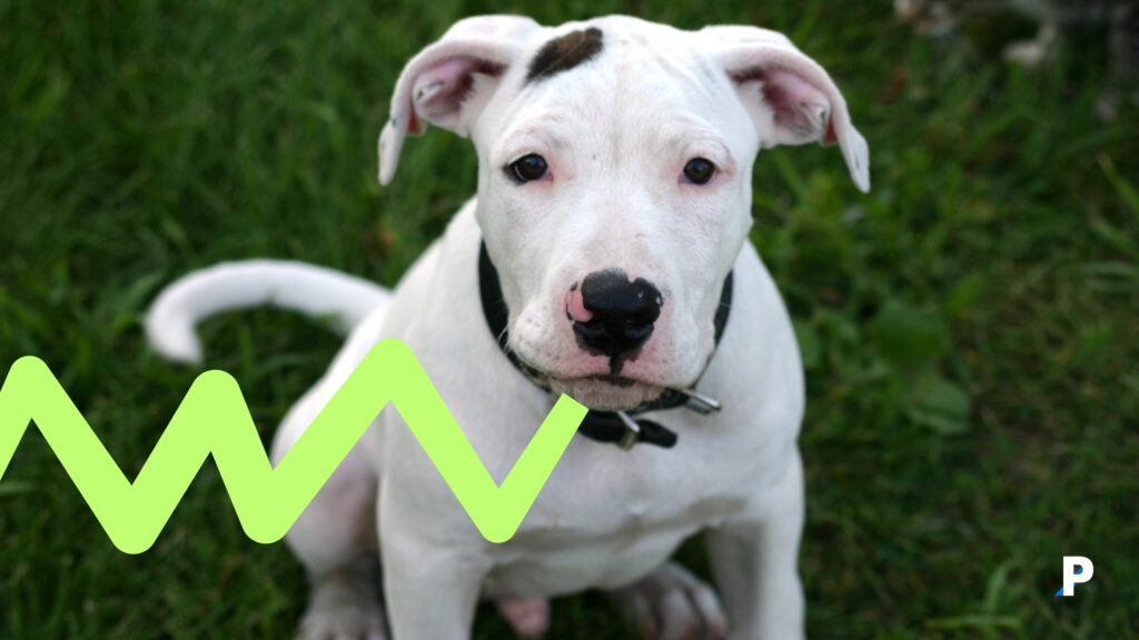 köpeğimin beni sevdiğini nasıl anlarım köpeğim beni seviyor mu?