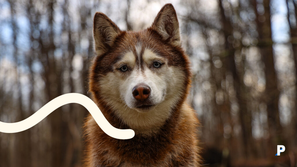 köpeğiniz-sizinle-aynı-fikirde-olmayabilir #pethway #köpekler #evcilhayvanlar #köpekhisleri #köpekduyguları #petotel #petkreş #köpekotel #köpekkreş #petrezervasyon #köpekbedendili gözlem yapan köpek