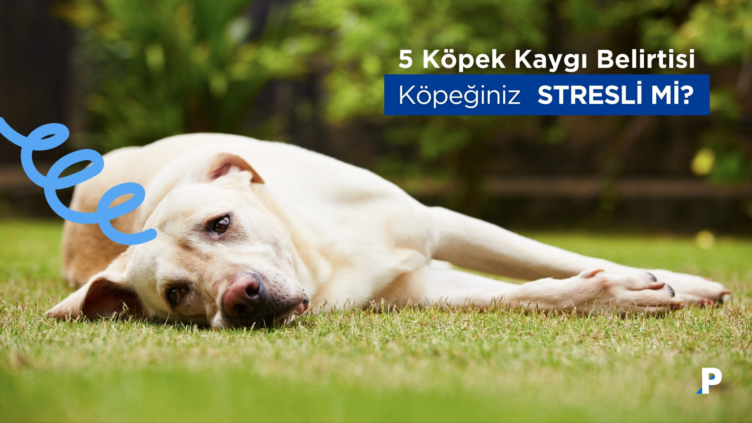 Köpeklerde Stres Belirtileri | Kaygıya İşaret Eden 5 Neden