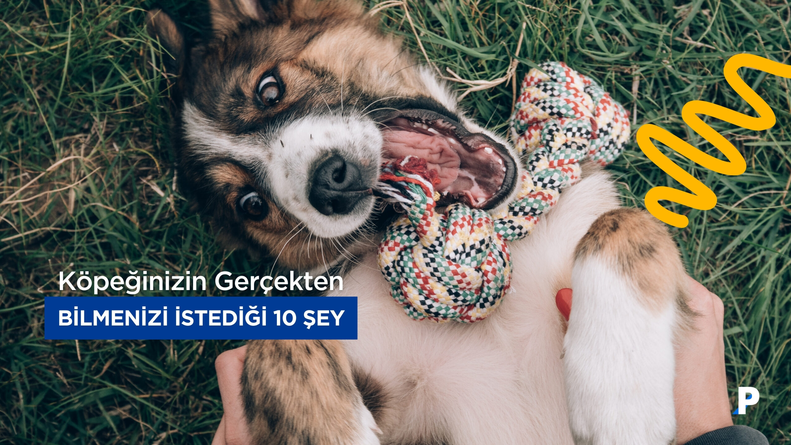Köpeklerin Bilmenizi İstediği 10 Şey
