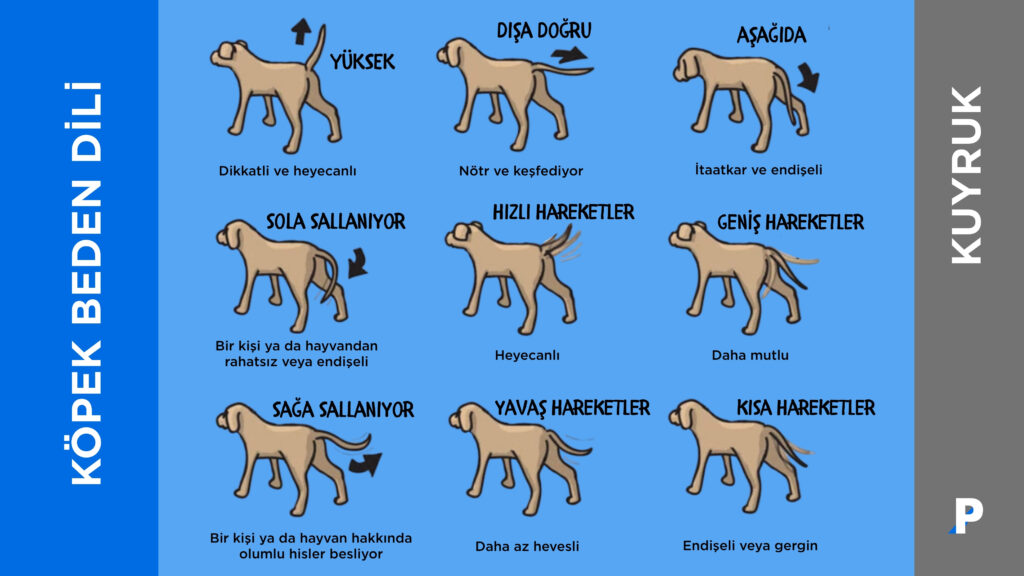 köpek-beden-dili-kuyrukların-anlamları köpek kuyruk pozisyonları ve anlamları infografiği