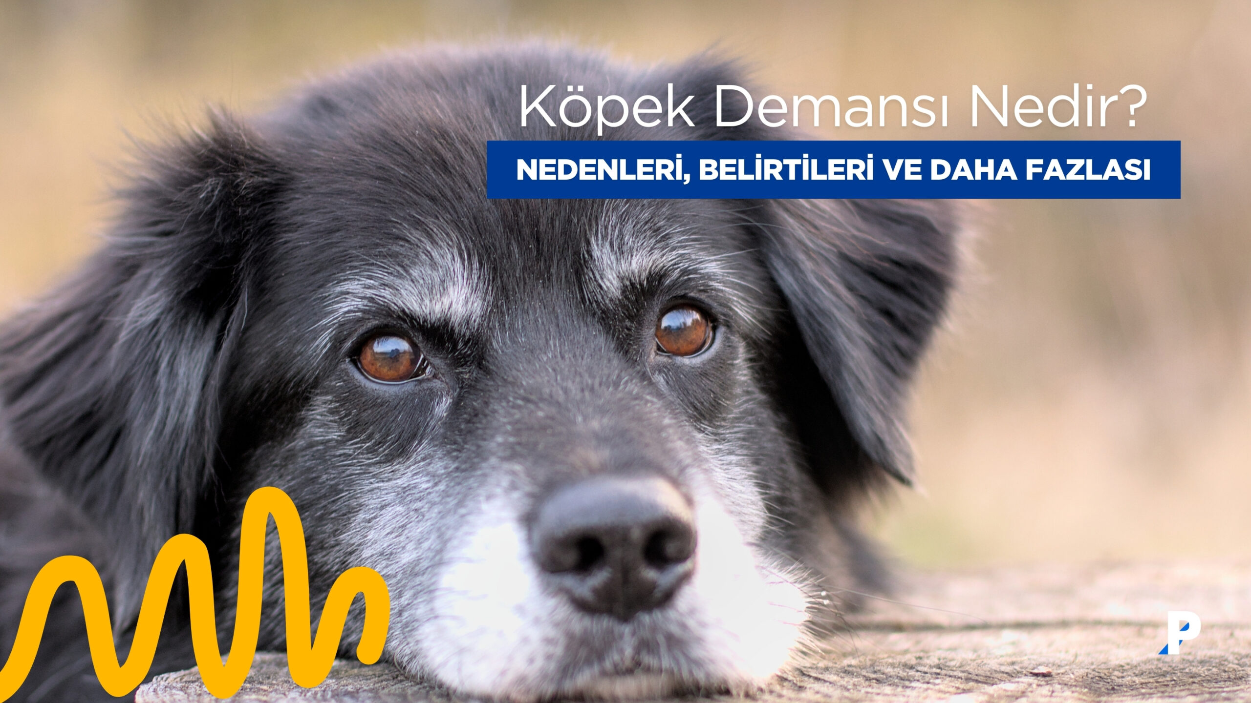 Köpek Demansı Nedir? Nedenleri, Belirtileri ve Daha Fazlası