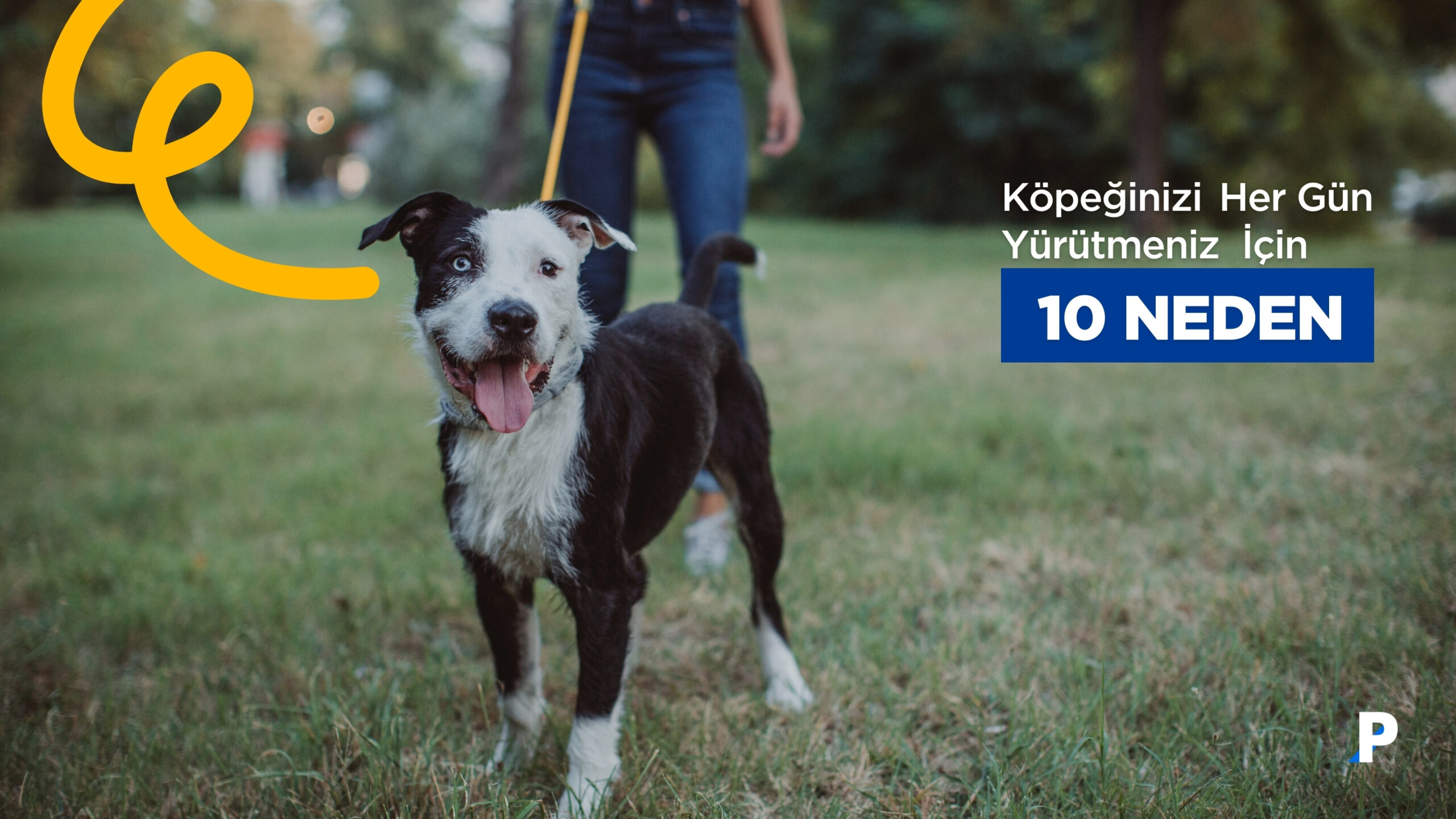 Köpeğinizi Her Gün Yürütmeniz İçin 10 Neden | Köpek Gezdirmenin Faydaları