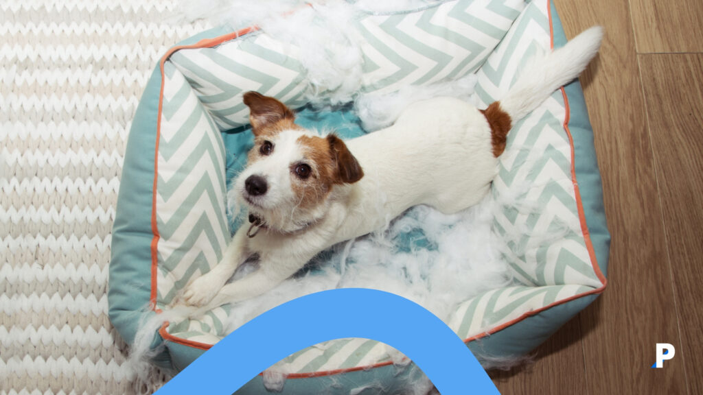 köpek-stres-belirtileri kaygı sorunu yaşayan köpek yatağını parçalamış