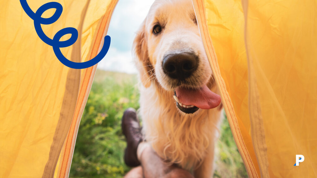 köpekler-birey-olarak-değerlendirilmeli #pethway #köpekler #evcilhayvanlar #köpekduyguları #petotel #petkreş #köpekotel #köpekkreş #petrezervasyon #köpekbedendili sahibinin ilgisini çekmeye çalışan köpek