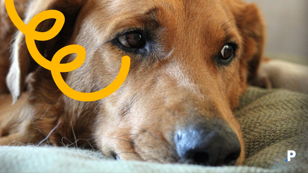 köpekler-için-sigara-dumanı-zararlıdır #pethway #köpekler #evcilhayvanlar #köpekhisleri #köpekduyguları #petotel #petkreş #köpekotel #köpekkreş #petrezervasyon #köpekbedendili Sevgi ve güven isteyen köpek